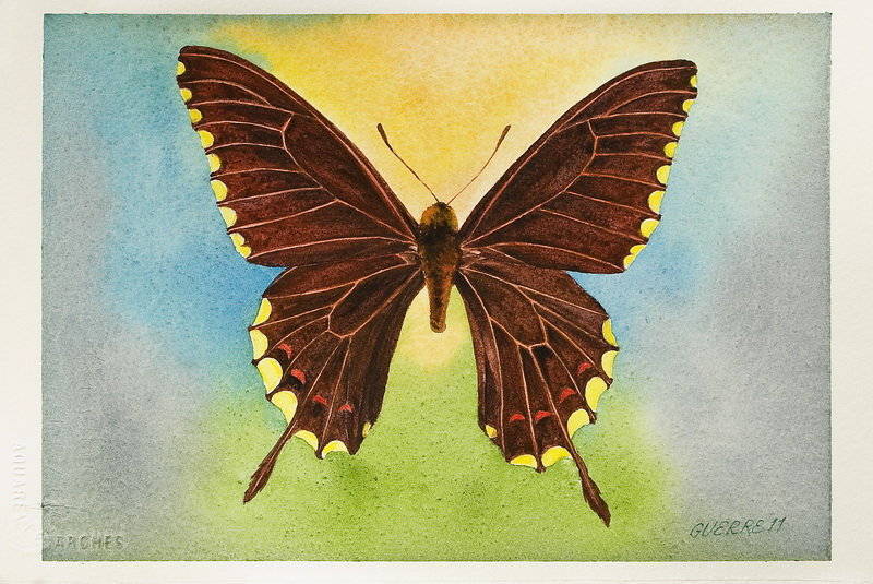antonio-gerrero-mariposas-correo-18.jpg