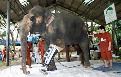 adult-elephant-prosthetic-425ds082009