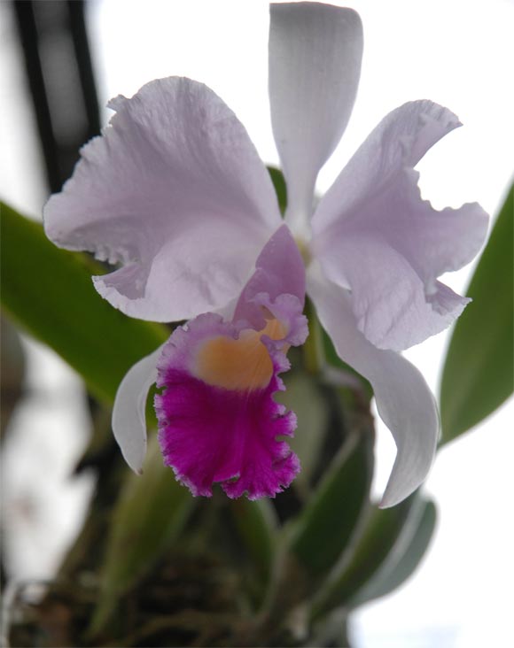 Declaran en peligro de extinción orquídeas nativas de Cuba