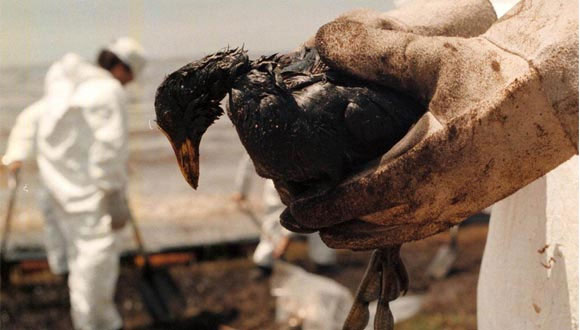Aguas del Golfo de México altamente contaminadas con el derrame de petróleo