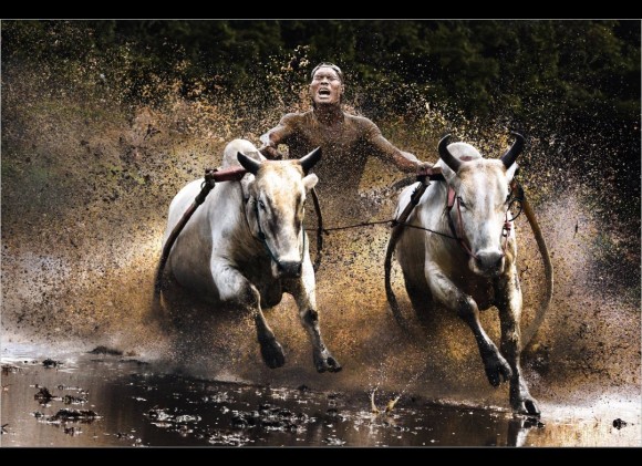 "Buffalo Race"- Chan Kwok Hung
