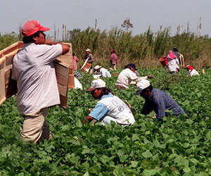 Inmigrantes realizan labores agrícolas