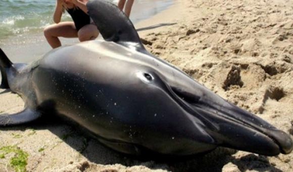 delfin-muerto-por-derrame-de-petroleo