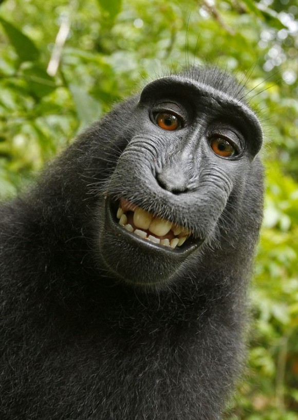 Un mono se roba una cámara y produce sus propias fotografías