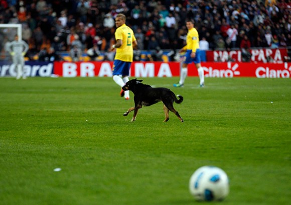 Perro en Copa América