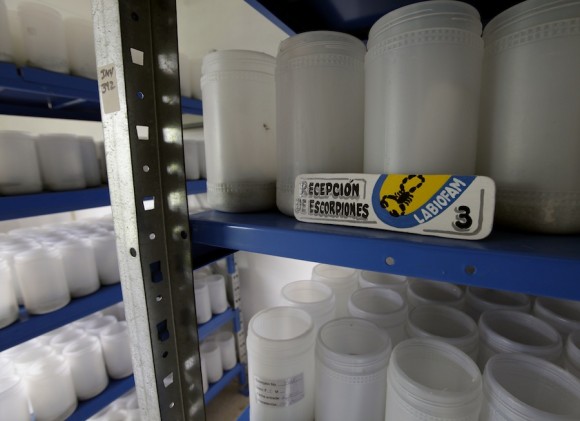 Los alacranes son conservados dentro de los contenedores del Laboratorio. Foto: Enrique de la Osa.