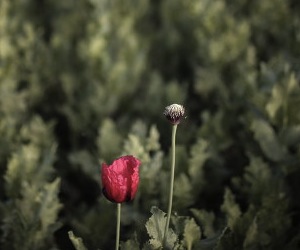 Campos de opio en Afganistán
