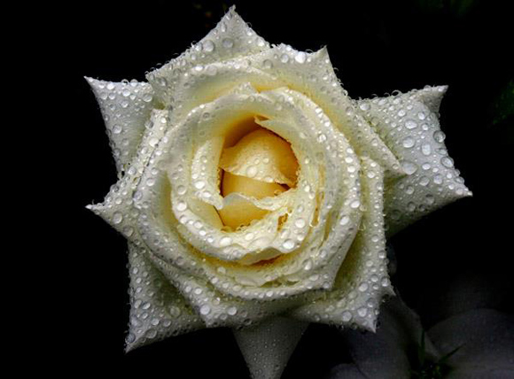 Ένα λευκό τριαντάφυλλο στο πλαίσιο της τρίτης Ανατολικό Μέτωπο.  Φωτογραφία: Ismael Φρανσίσκο