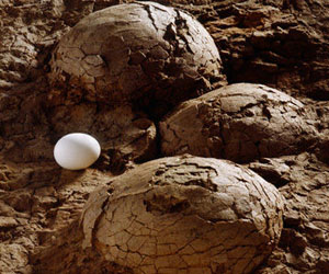 Descubren huevos fosilizados de dinosaurios en Chechenia