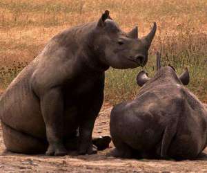 Zoológico Nacional recibirá donación de animales de Namibia