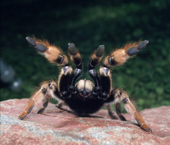 Otro bicho raro: Araña conocida como Baboon