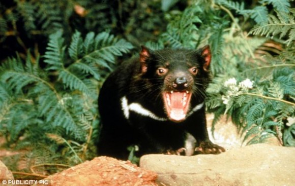 El tristemente célebre Demonio de Tasmania tiene una de las mandíbulas más fuertes del reino animal.
