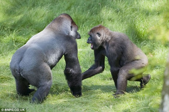 Dos gorilas hermanos, separados hace tres años, se emocionan con el reencuentro. Foto: Daily Mail