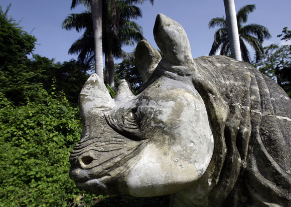 Rinoceronte. Foto: Ismael Francisco/Cubadebate