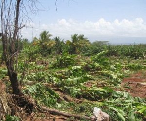 Plantaciones de plátano afectadas