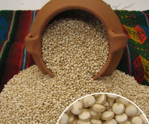  la Quinua, denominada el "oro de los Incas", se ha convertido en este siglo XXI en el cereal más apreciado en el mundo, por sus grandes valores nutritivos.