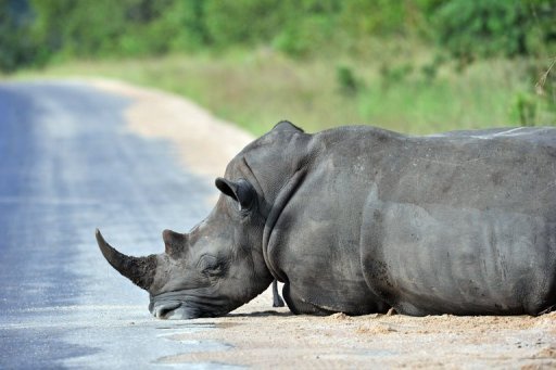  Los cazadores clandestinos, que desde 2006 mataron a más de 2.400 rinocerontes en Africa, ponen en peligro la existencia de esa especie