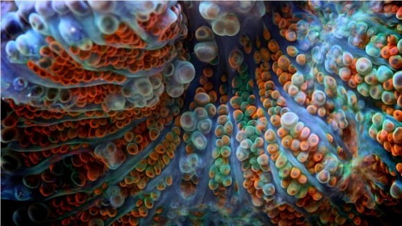 coral macrofotografia 1