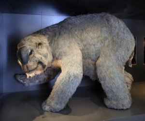 La llamada megafauna australiana estaba compuesta por marsupiales gigantes como el diprotodonte -del tamaño de un rinoceronte-, enormes aves, reptiles y monotremas.