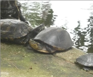 Identifican nueva especie de tortuga