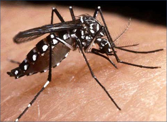 mosco-dengue