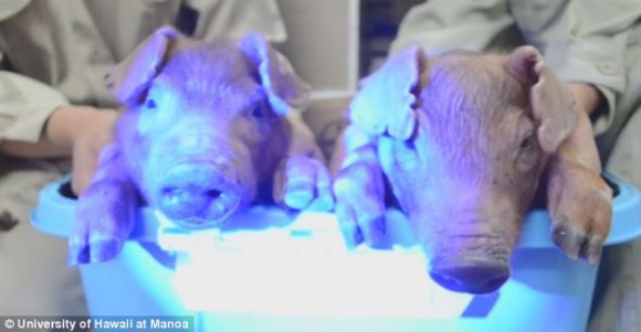 ¡Cerditos psicodélicos! Científicos crean lechones que brillan en la oscuridad. Foto: Daily Mail.