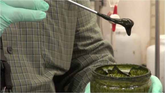 Convierten algas en petróleo crudo en menos de una hora 