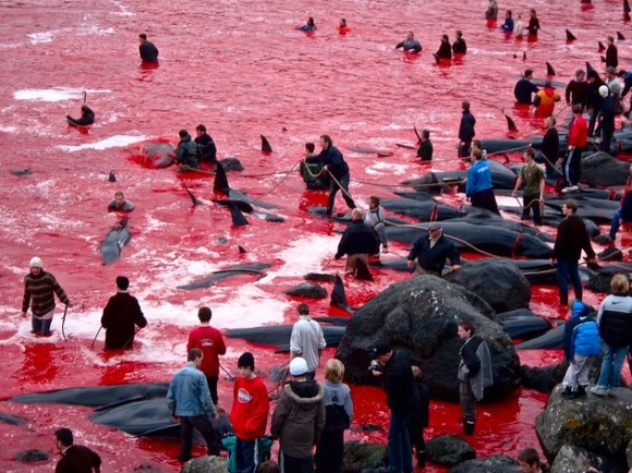 Matanza de ballenas en Dinamarca. © YouTube / Keshav Saini 
