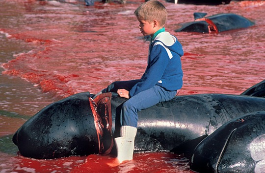 Festival danés: cientos de delfines y ballenas mueren en horrorosa matanza tradicional 
