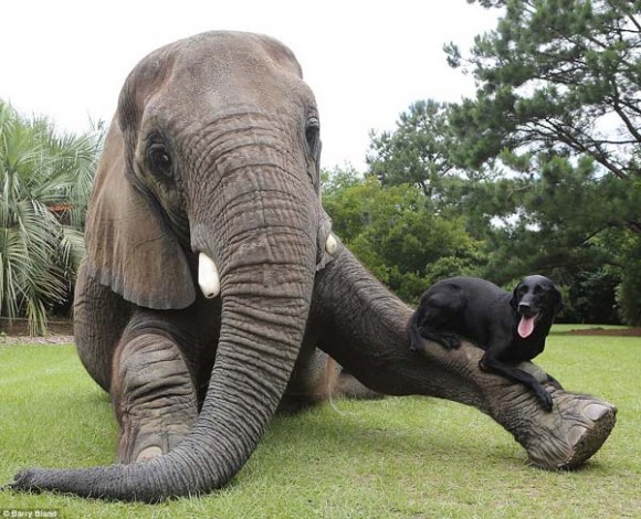 Una elefante y una perra son mejores amigas