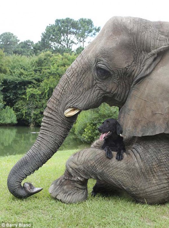 Una elefante y una perra son mejores amigas