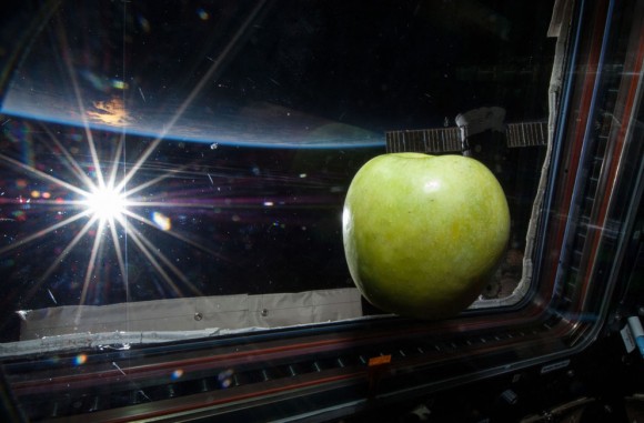 Una manzana fresca flota libremente cerca de una ventana en la Cúpula de la ISS se ofrece en esta imagen fotografiada por un miembro de la tripulación Expedición 38 el 6 de febrero de 2014. El sol brillante y el horizonte de la Tierra proporcionan el telón de fondo de la escena. (NASA ) 