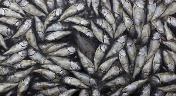 Autoridades de Río de Janeiro, Brasil, ordenaron el pasado día 14 levantar cerca de 65 toneladas de peces que murieron por los bajos índices de oxígeno en la laguna Rodrigo de Freitas, debido a la contaminación. Foto: Reuters.