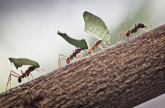 Unas hormigas transportan unos pequeños trozos de hoja en Alemania, 14 de febrero de 2014. Foto: FRANK RUMPENHORST (EFE/EPA)