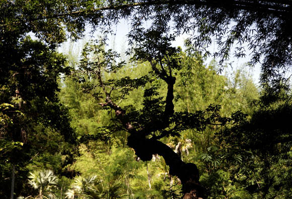 En primer plano árbol en forma de mujer, al fondo las Leucothrinax morrisi. Foto: Ismael Francisco/Cubadebate.