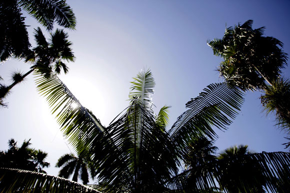 Cuatro especies de palmas. Foto: Ismael Francisco/Cubadebate.