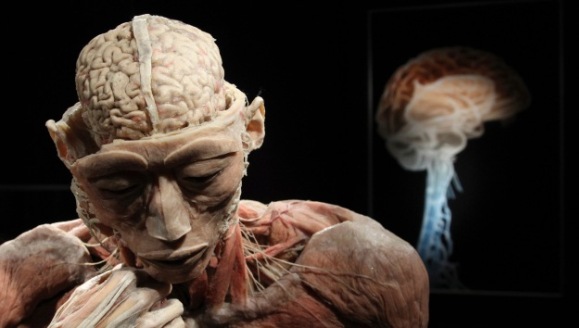 Neurocientíficos de la Universidad de Adelaide, Australia, han encontrado una parte del cerebro humano que mantiene el mismo nivel de funcionamiento a todas las edades  Foto: Reuters
