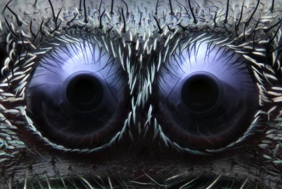 Ojos de araña saltarina