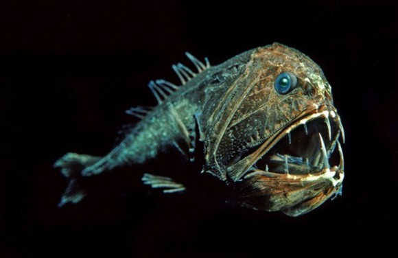 Anoplogaster cornuta. Este pez depredador tiene una cabeza gigante con una variedad de dientes largos. Algunos lo consideran el animal más terrorífico de la fauna.