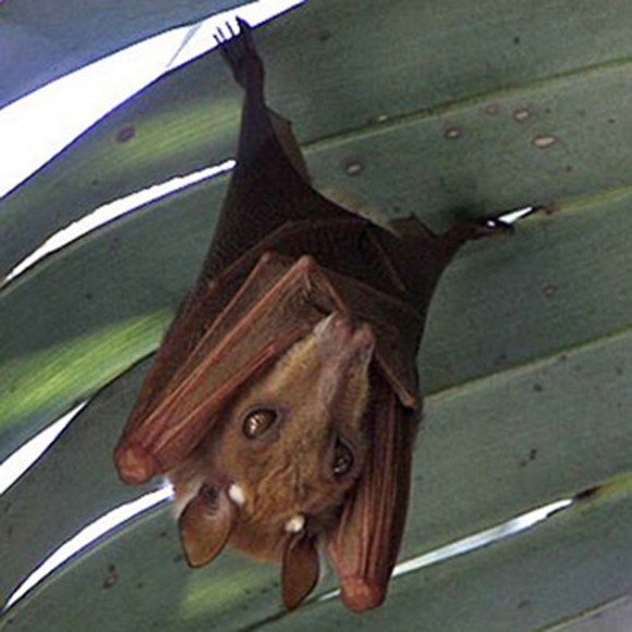 Epomophorus angolensis. A este murciélago de la fruta lo llaman ‘el perro volador’. A diferencia de los murciélagos comunes, los de la fruta cuando se mueven confían no en la ecolocalización, sino en su visión y la audición, por lo que tienen estos ojos tan grandes