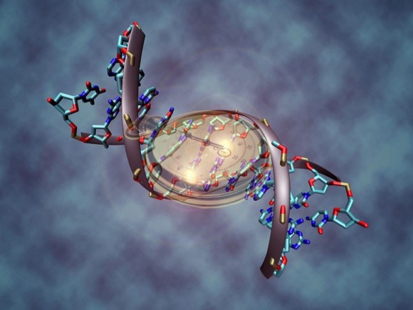 Reloj de ADN podría predecir cuántos años puedes vivir