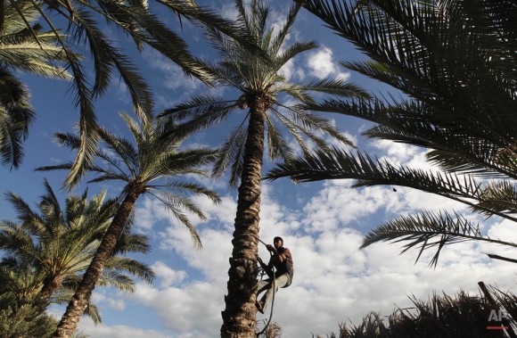Un trabajador agrícola trepa a un árbol de palma. (Foto AP / Hatem Moussa)