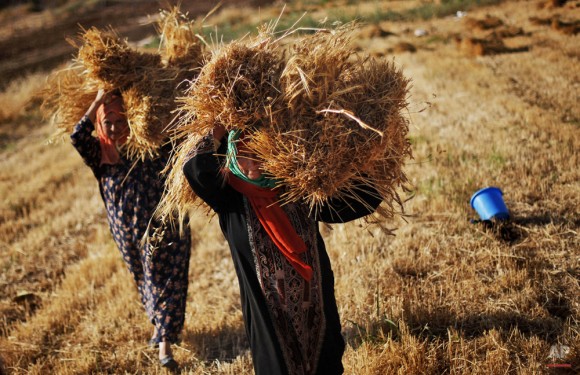 Las mujeres palestinas llevan montones de paja después de la cosecha de trigo en su campo en las afueras de la ciudad cisjordana de Ramallah, 10 de junio de 2009. (Foto AP / Muhammed Muheisen)