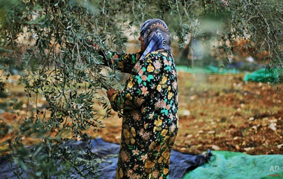 Una mujer palestina recoge aceitunas de sus olivos en la aldea cisjordana de Qariout, cerca de Naplusa el 13 de noviembre de 2009. (Foto AP / Muhammed Muheisen)