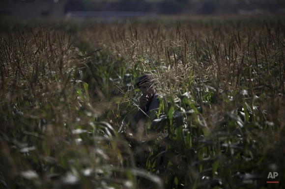 Un agricultor palestino se toma un descanso para fumar un cigarrillo mientras cosecha de maíz en Jabaliya, norte de la Franja de Gaza, 12 de mayo de 2010. (Foto AP / Tara Todras-Whitehill)