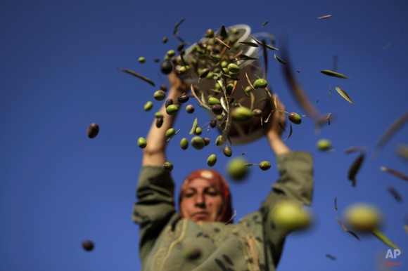 Palestino Eyad Umm, 45, vierte las aceitunas de un cubo cogió antes de la clasificación de las hojas, durante la cosecha en las afueras de la ciudad cisjordana de Ramallah, el 27 de septiembre de 2010. (Foto AP / Muhammed Muheisen)
