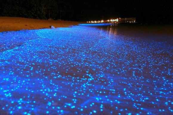 olas bioluminscentes 16