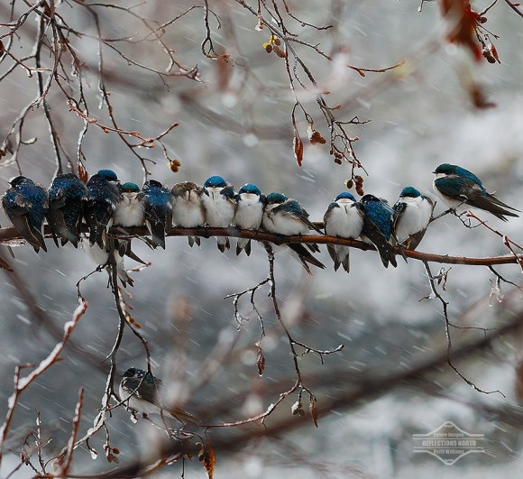 birds-keep-warm-bird-huddles-3__880