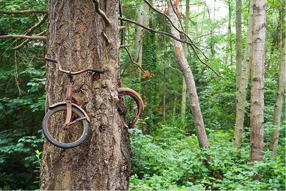 El árbol.bicicleta. Foto: @Ethan Welty.
