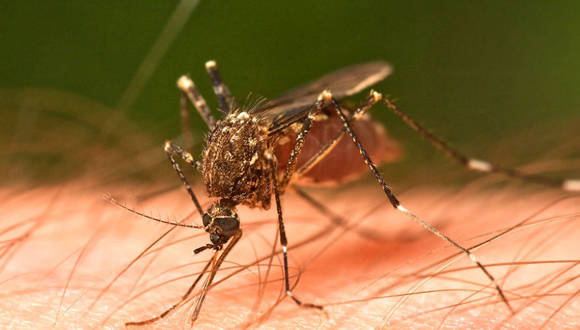 Mosquito-Cuba-Dengue